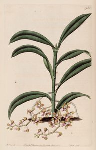 Cleisostoma recurvum